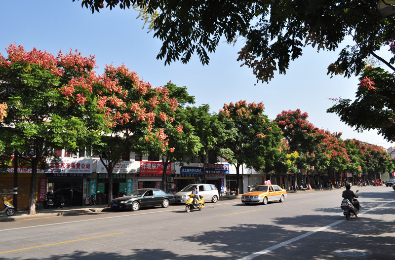 栾树113.jpg