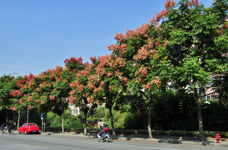栾树114.jpg