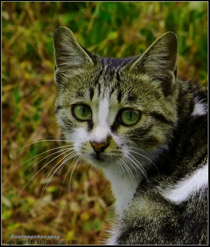 咪咪---咪咪-------叫我干吗？