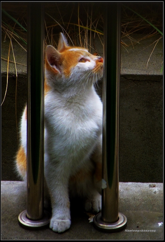 干吗上那么高啊！