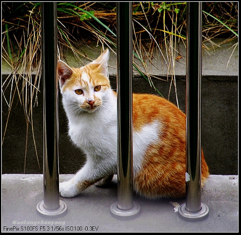 侧耳听声------谁在呼唤？