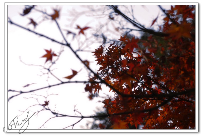 枝蔓间的红叶让人思绪飘逸