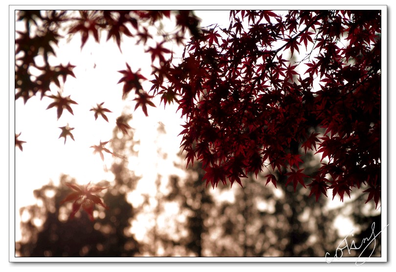 散布的火红枫叶给冬增添些暖意