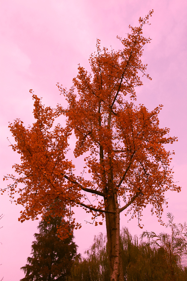 1515251pxzex189iinp858.jpg