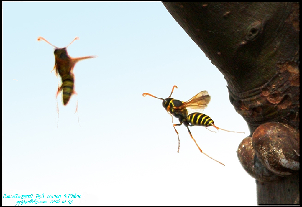 IMG_5550web马蜂.jpg