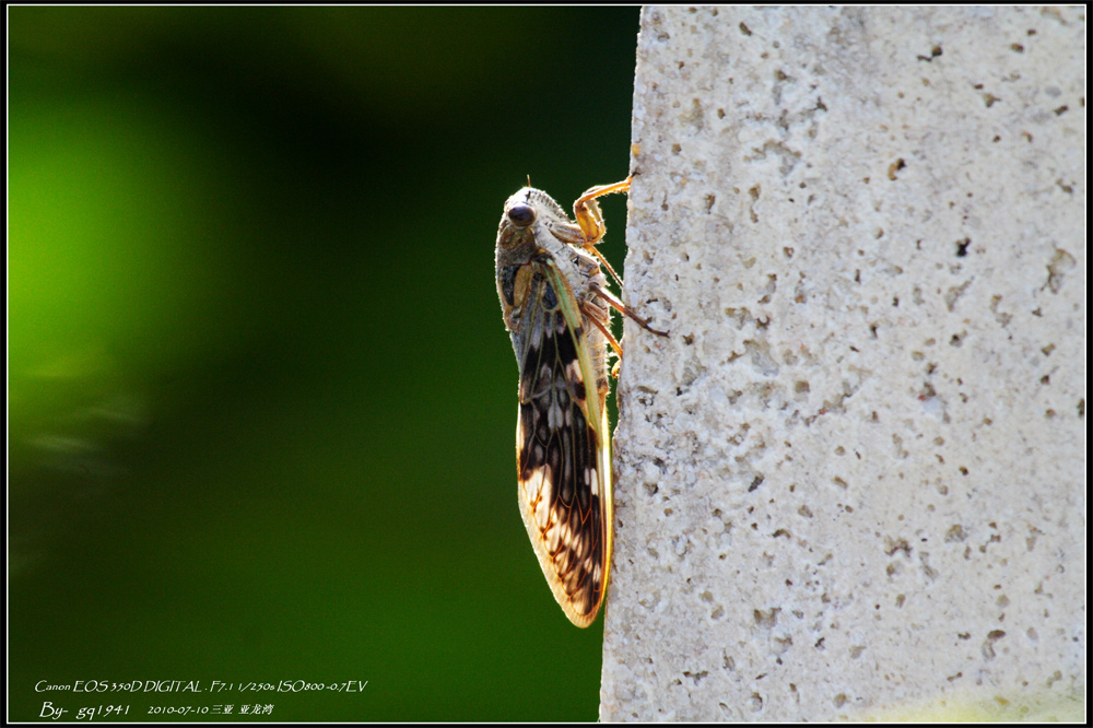 IMG_0622蝉.jpg