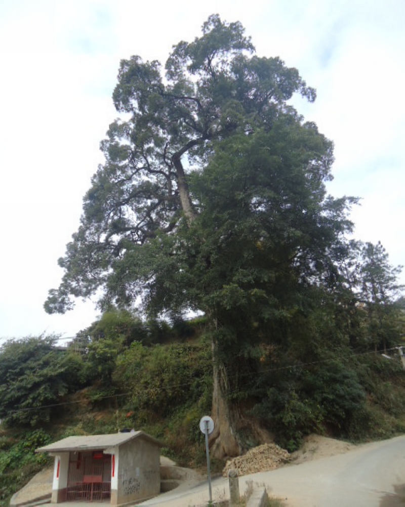香樟树1.jpg