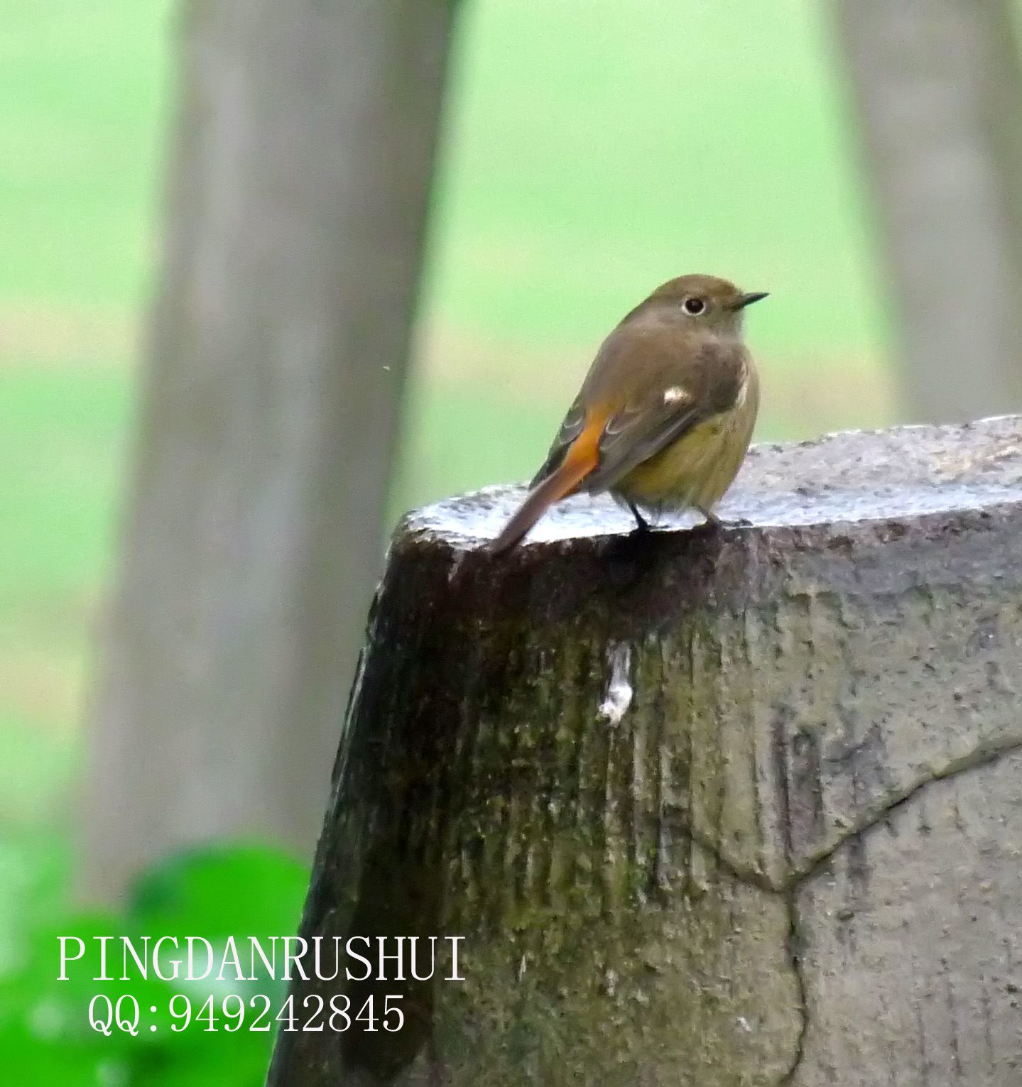 人像！蝴蝶 185.jpg