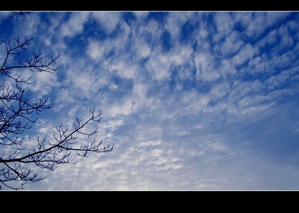 蓝天树枝.jpg