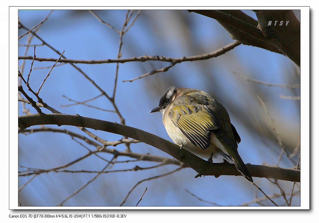 7D- 2011n1.16.lsnp-3dc 062.jpg