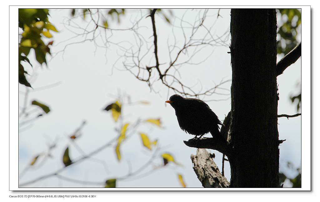 7D- 2011n1.16.lsnp-3dc 037.jpg