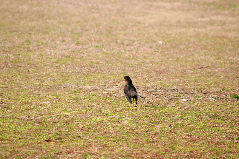 2、哎，那边好像有美女，我过去看看。
