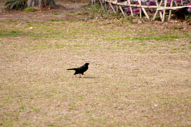 3、按耐不住，飞奔起来，我要马上见到她。