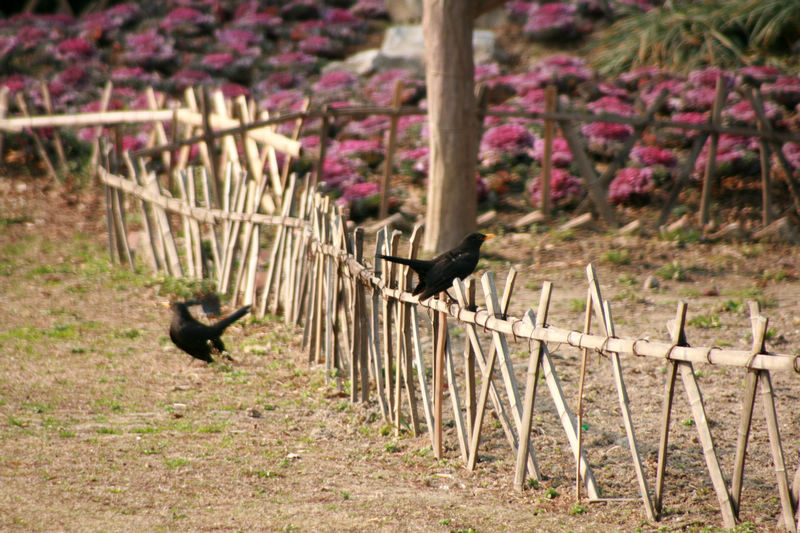 7、我飞上来了，咦，怎么跑了？难道我不帅吗？