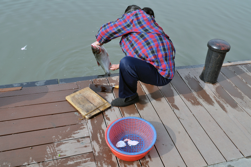 在濠河里洗鱼.jpg