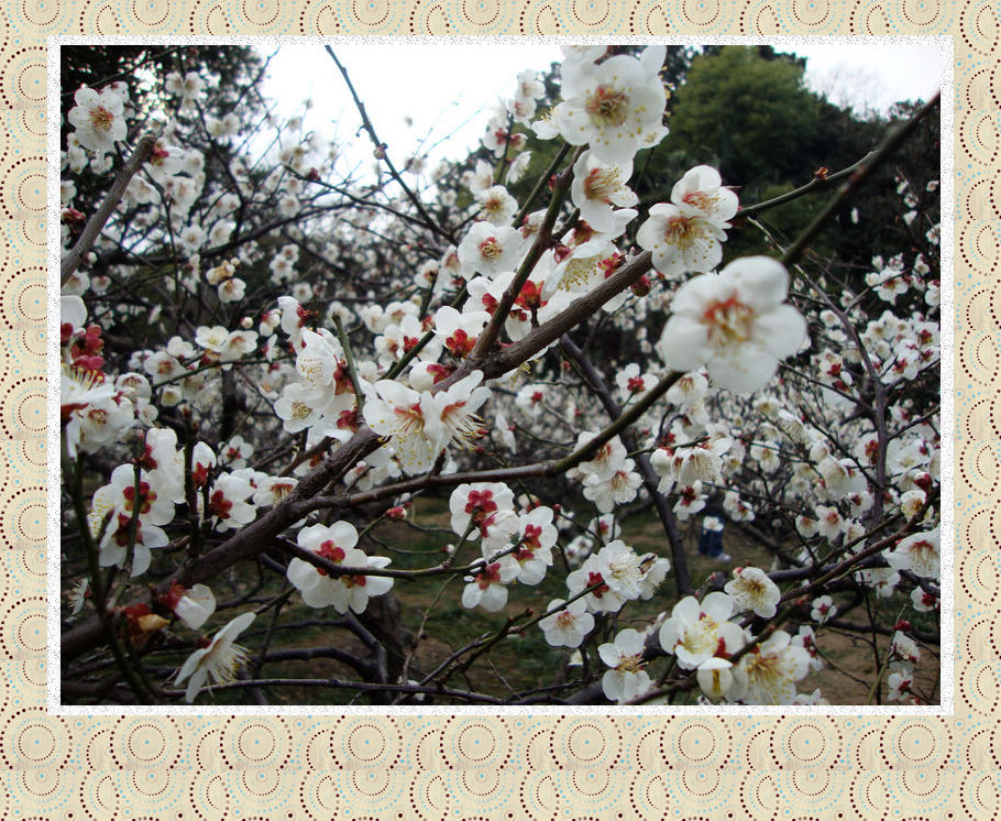 11、忽然一夜清香发，散作乾坤万里春