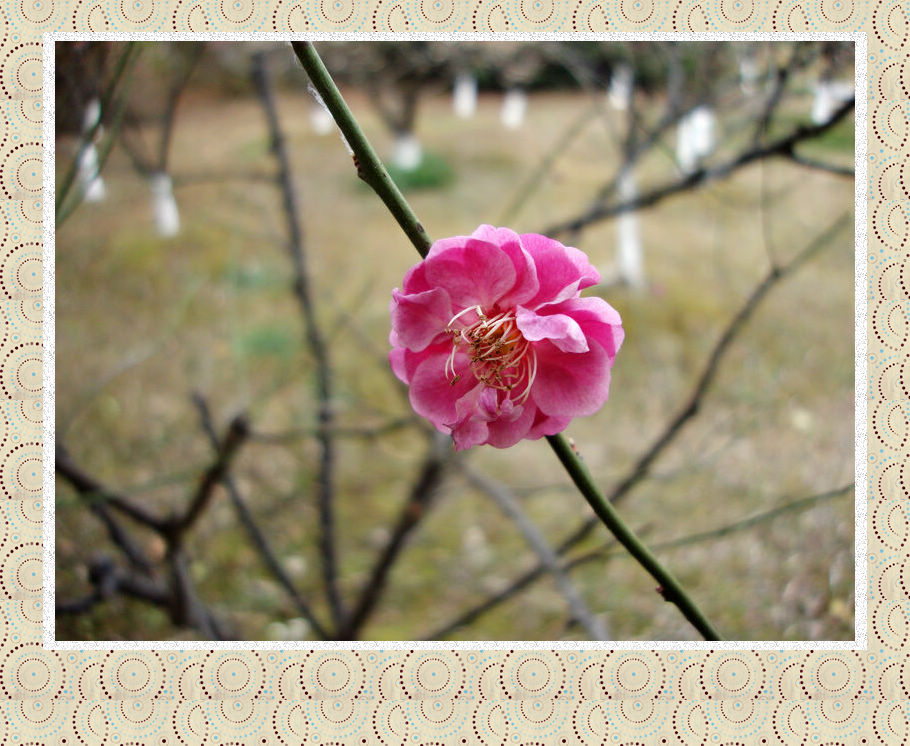 8、一花独放不是春，万紫千红才是春