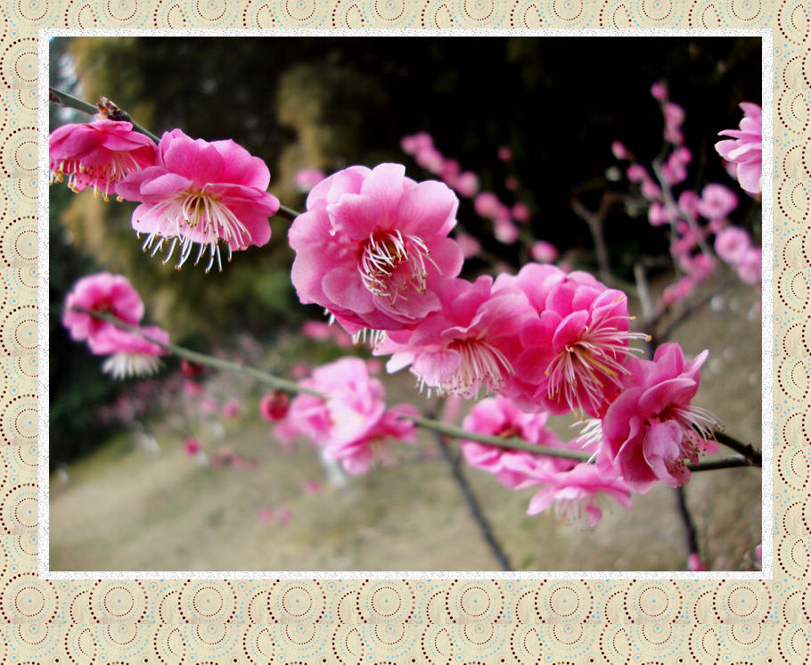 7、梦里清江醉墨香，蕊寒枝瘦凛冰霜