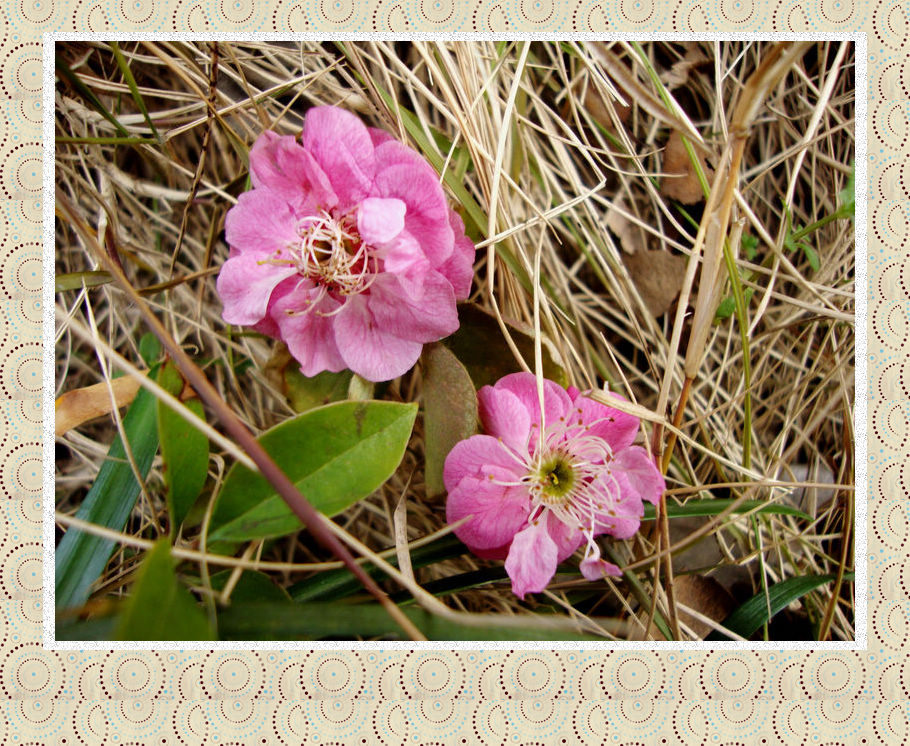 6、落花不是无情物，化作春泥更护花