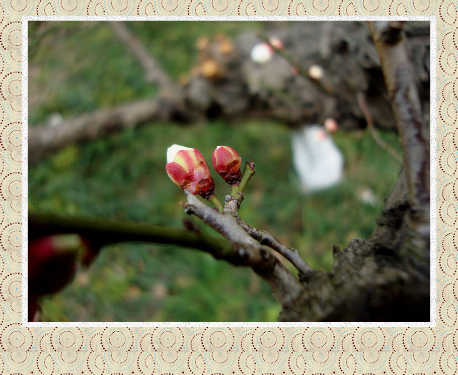 5、斩新一朵含风露，恰似西厢待月来