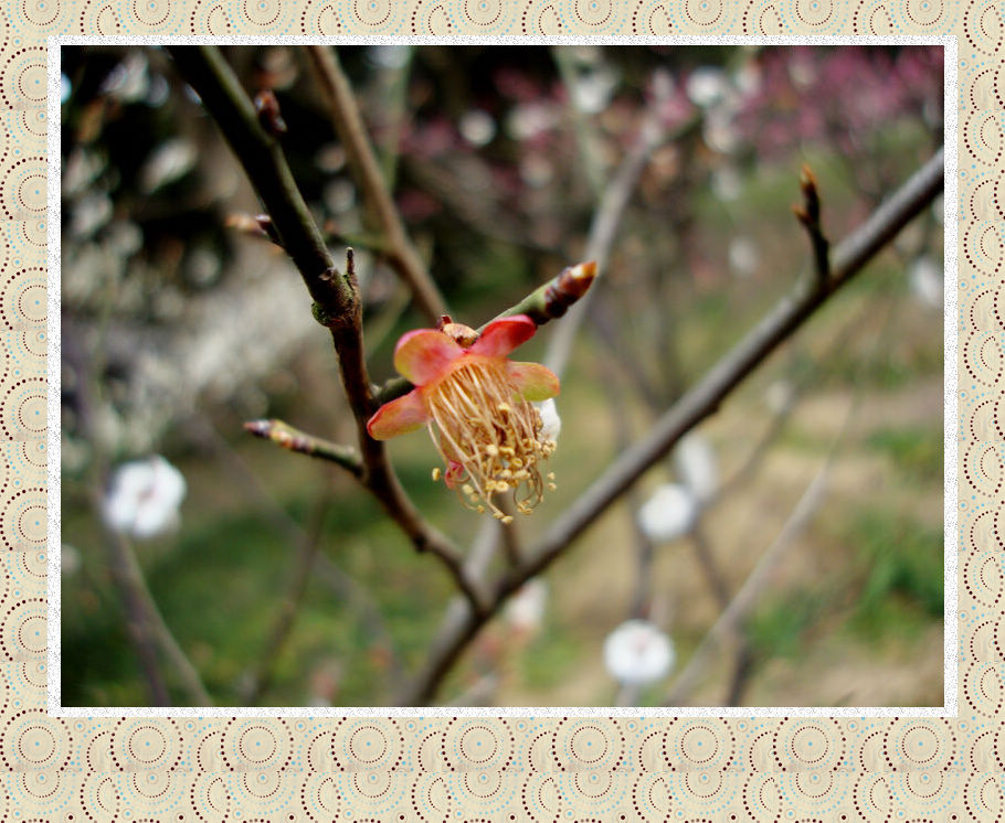 3、过时自会飘零去， 耻向东君更乞怜