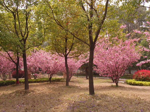 春天的旋律（一）