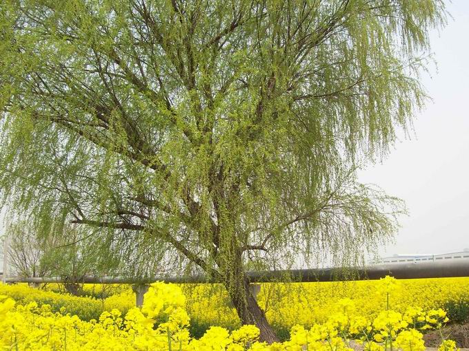 调整大小 100_5099.jpg