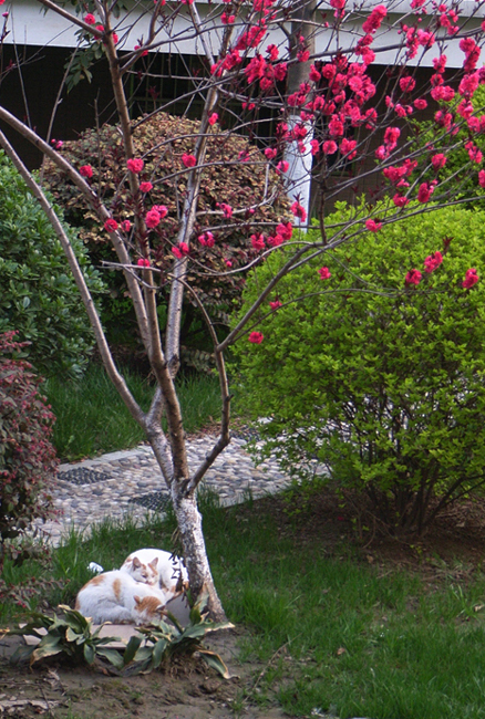 1：人是高级动物。猫仅是逊色一点。不信？你看：这两只年轻的猫他们相恋爱了。他们相依在一个花园里睡着了。 ...