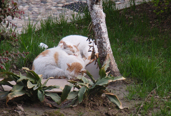 2：你们看看，人重情，俺们也一样。