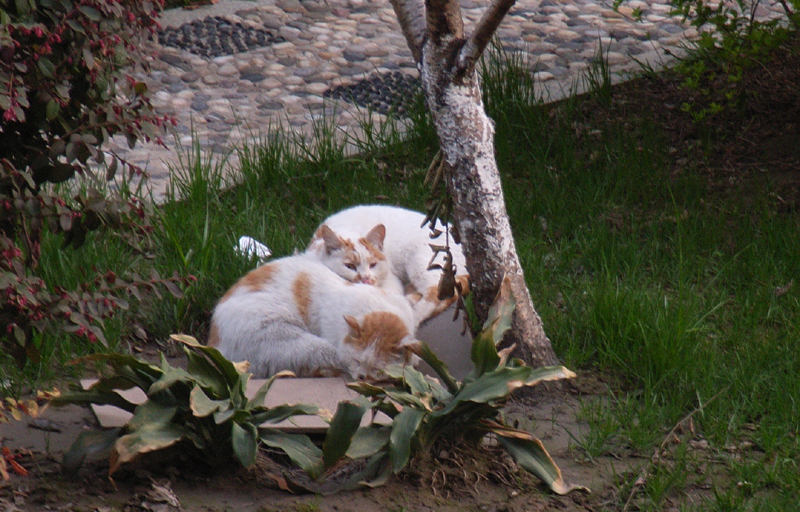 3：睡梦中，醒来看看，笑在心里。二猫世界，也是缘分。以后就要管好这个“家”了。