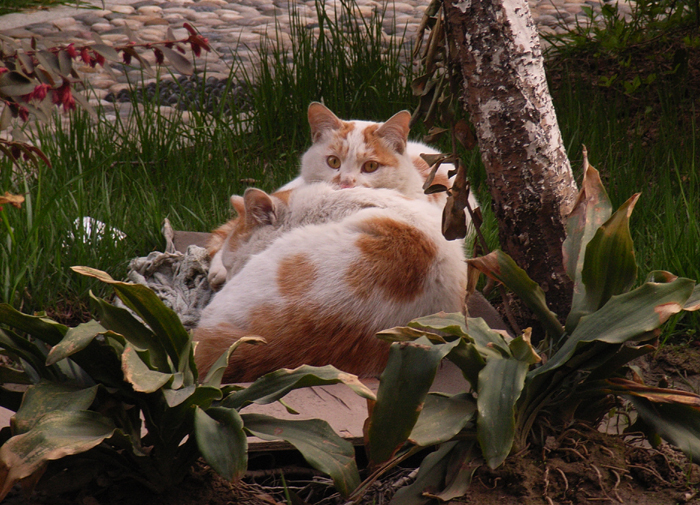 4：有家了就要好好经营。要挑起家的担子。绝对要负责才行。