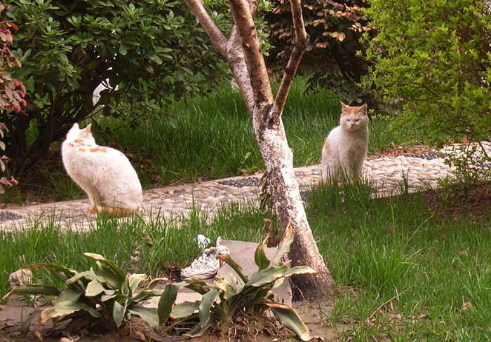 5：有人来了。猫有点不好意思，一跃分开了。