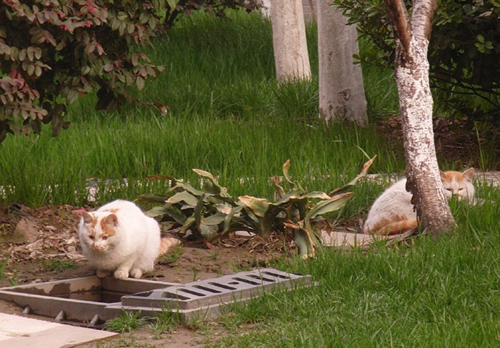 6：琢磨：这样的爱是否合法？