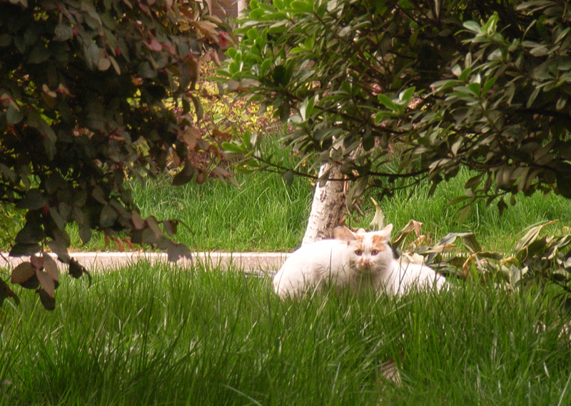 7：两猫又来到一块儿，一个负责看守。