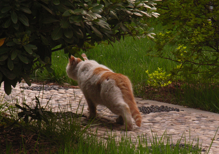 11：又有人来了。两猫眼的急速分开了。