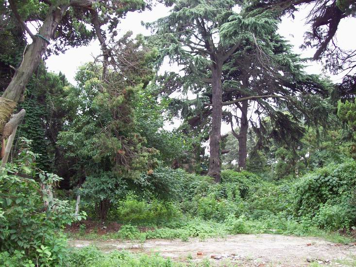 调整大小 100_1675.jpg