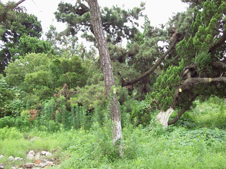 调整大小 100_1693.jpg