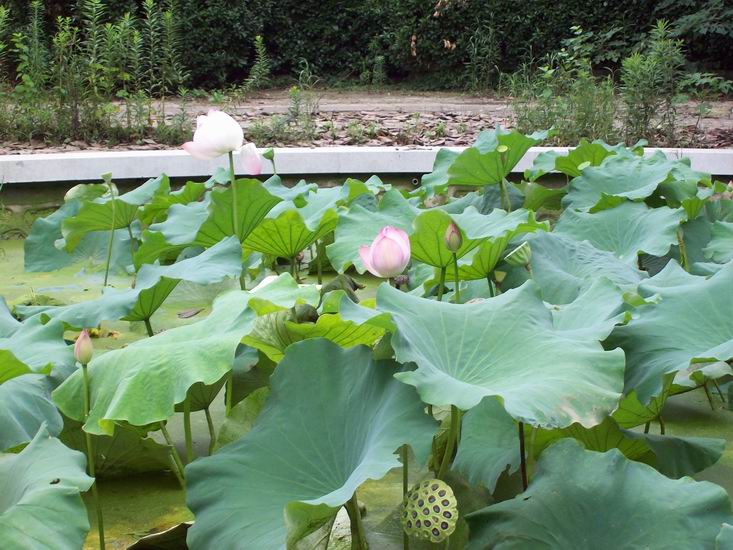 调整大小 100_1701.jpg