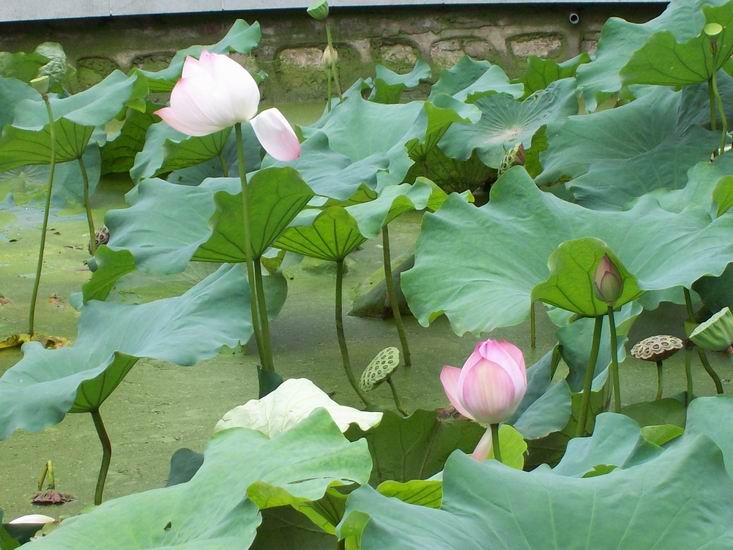 调整大小 100_1702.jpg