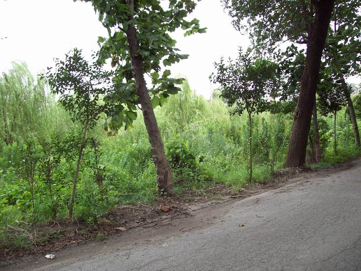 调整大小 100_1721.jpg