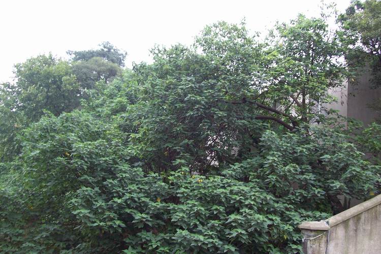 调整大小 100_0633.jpg