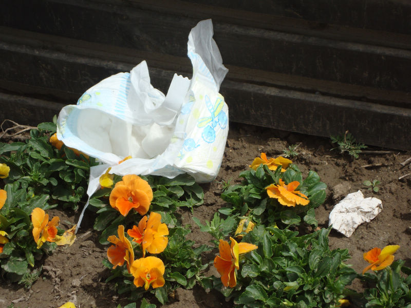 尿不湿给花儿施肥