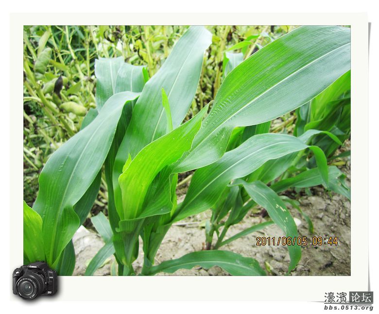 玉米.jpg