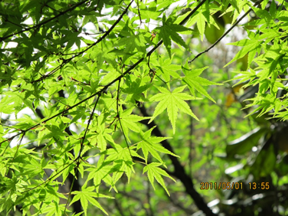 IMG_0067 - 副本.JPG