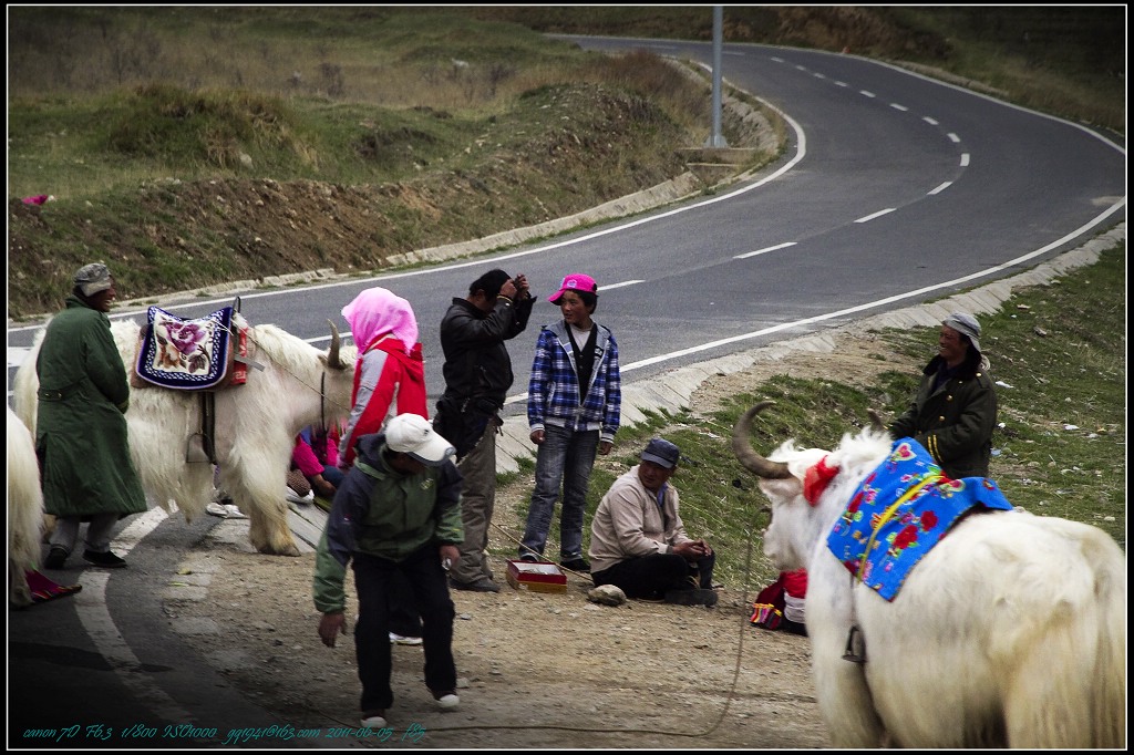 16IMG_5863s公路边的藏胞和牦牛.jpg