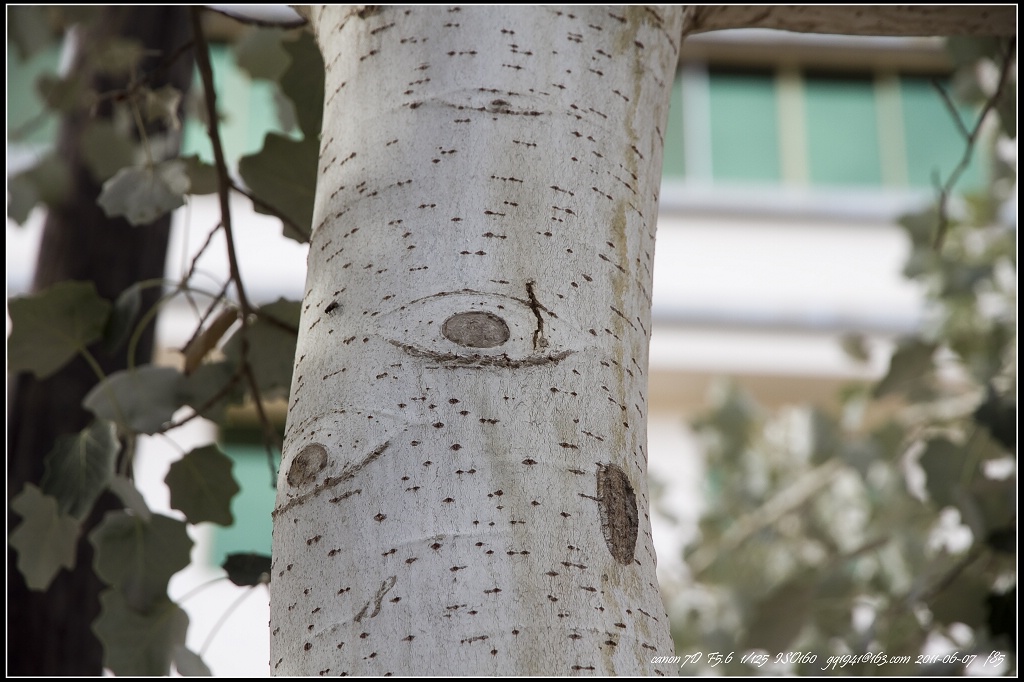 61IMG_6549s桦树.jpg