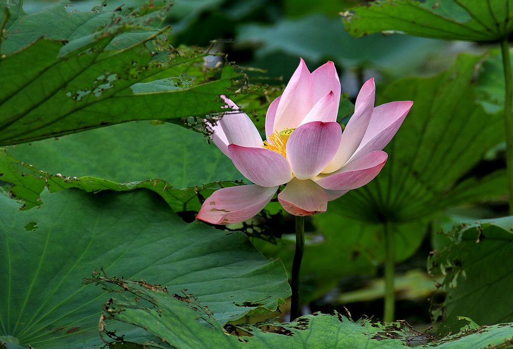 复件 劣境也能出佳丽.jpg