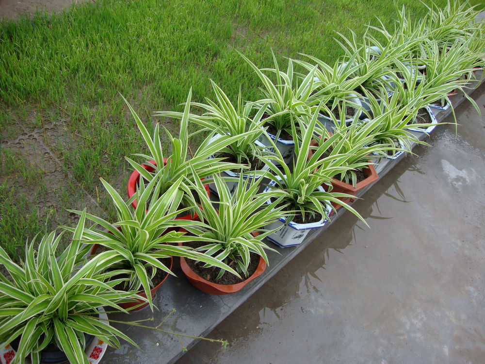 1、父亲移植的吊兰，郁郁葱葱。