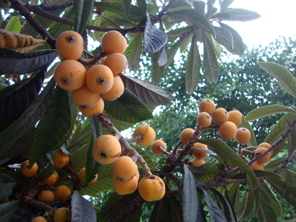 3、甘甜的枇杷，采了很多带到南通