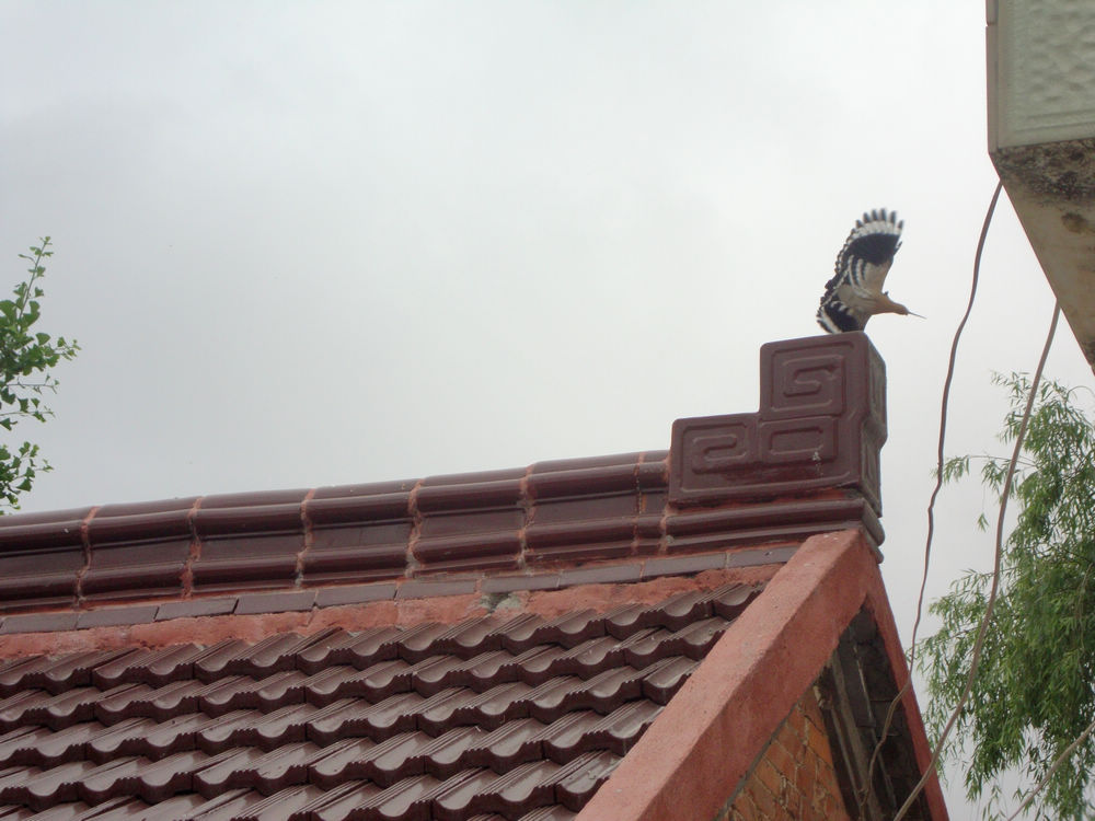 6、老家屋顶的戴胜鸟